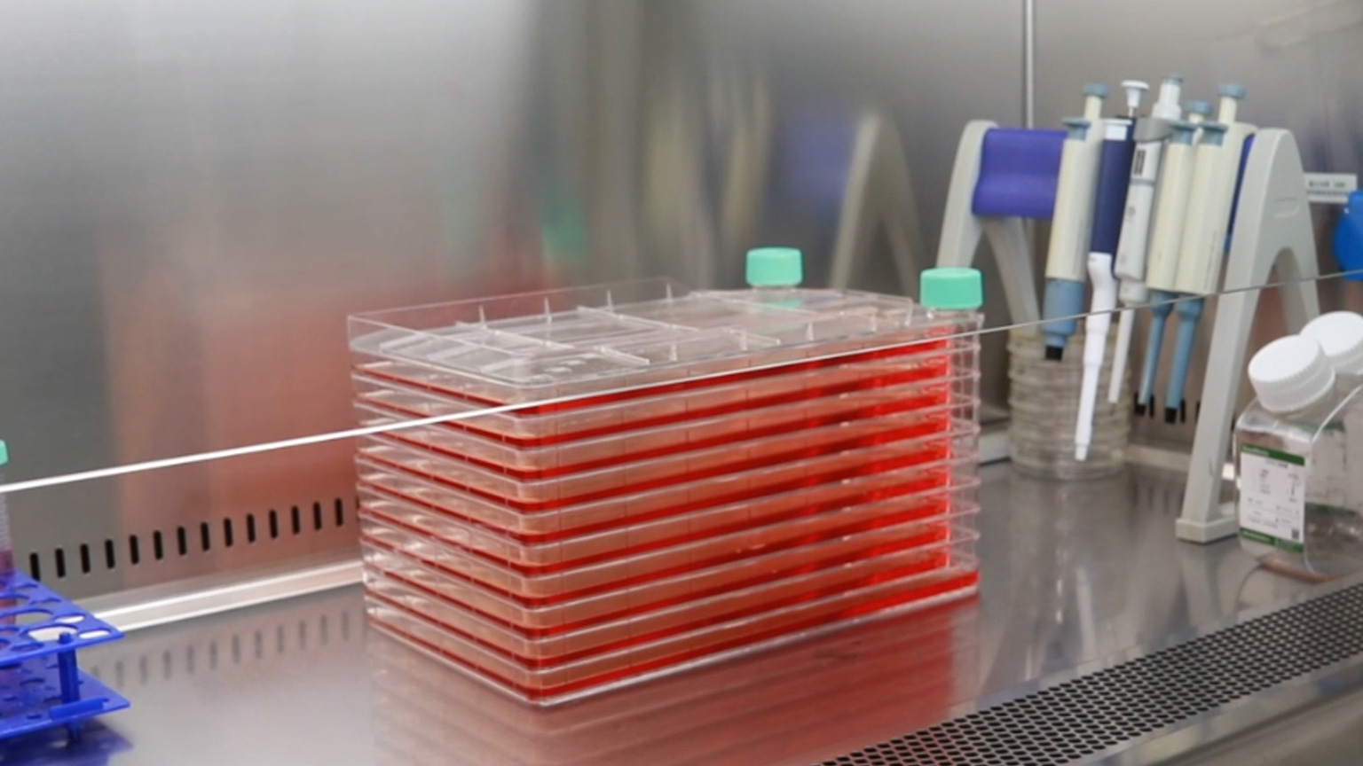 細(xì)胞培養(yǎng)服務(wù)