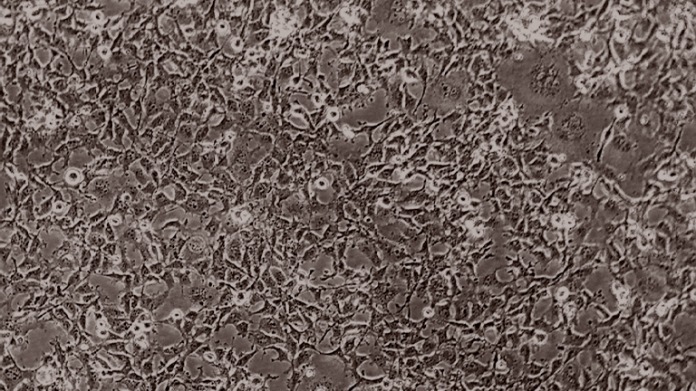 Cos-7非洲綠猴腎細(xì)胞（種屬鑒定正確）