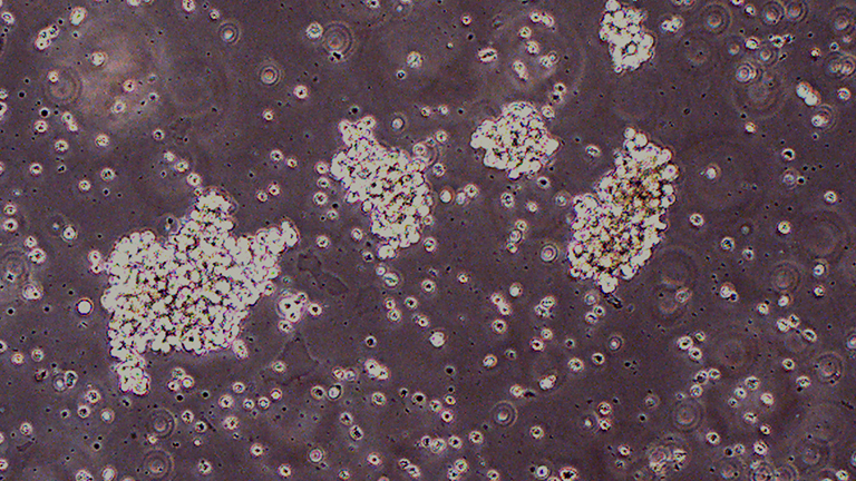 HuT 78人T淋巴細胞白血病細胞（STR鑒定正確）