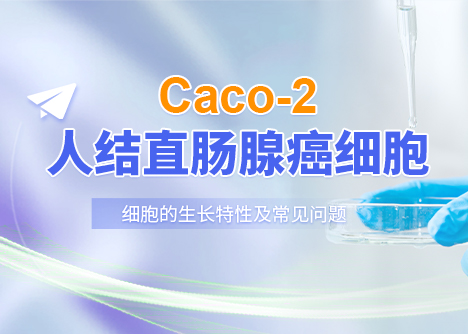 細(xì)胞學(xué)堂|Caco-2人結(jié)直腸腺癌細(xì)胞的生長特性及常見問題