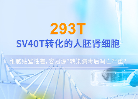 細(xì)胞學(xué)堂|293T細(xì)胞貼壁性差，容易漂？轉(zhuǎn)染病毒后凋亡嚴(yán)重？293T培養(yǎng)訣竅盤點！