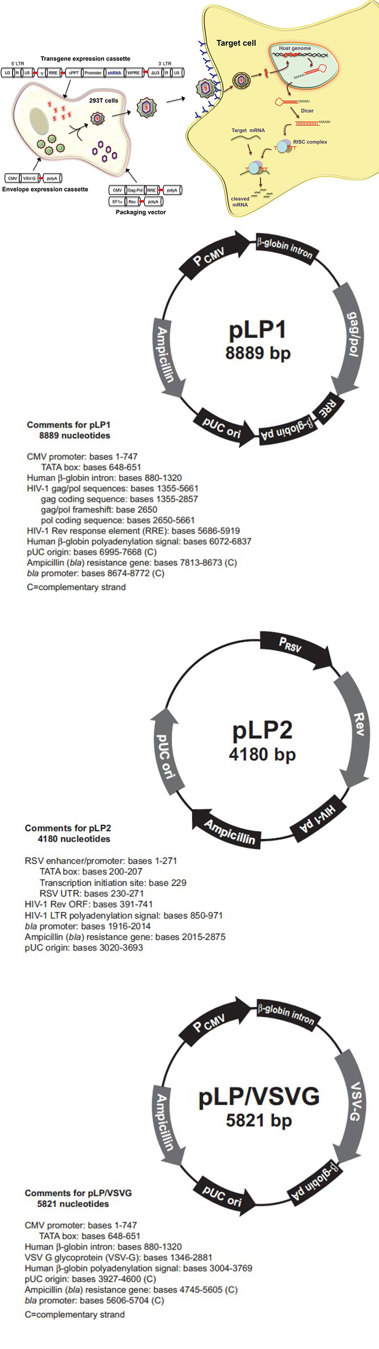 穩(wěn)定細胞株構(gòu)建