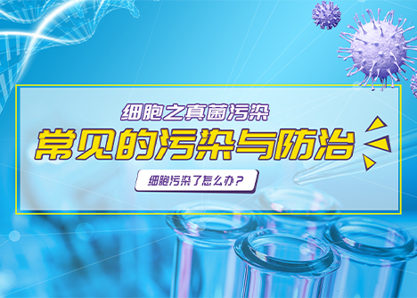 常見的污染與防治--真菌污染