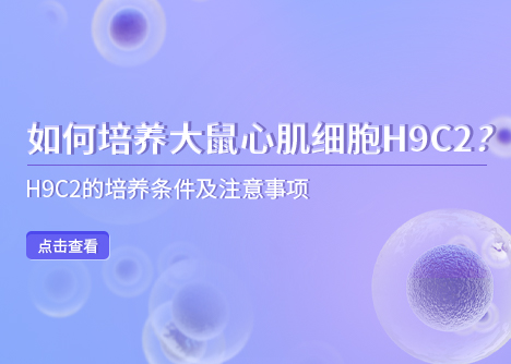 細胞學堂 | 如何培養(yǎng)大鼠心肌細胞H9C2？