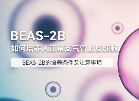 細胞學堂 |如何培養(yǎng)人正常支氣管上皮細胞BEAS-2B