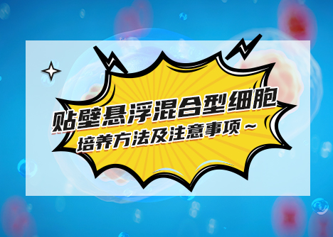 貼壁懸浮混合型細胞--培養(yǎng)方法及注意事項