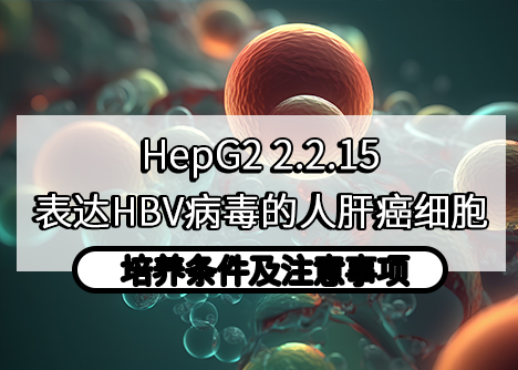 HepG2 2.2.15：表達HBV病毒的人肝癌細胞培養(yǎng)條件及注意事項