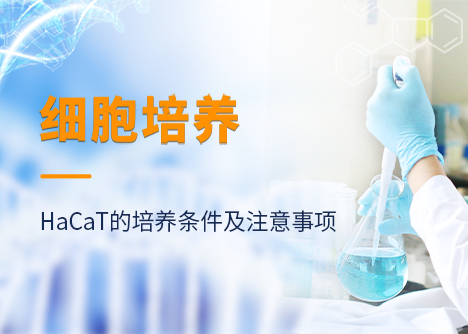 如何培養(yǎng)HaCaT人永生化角質(zhì)形成細(xì)胞？它的培養(yǎng)條件及注意事項(xiàng)~
