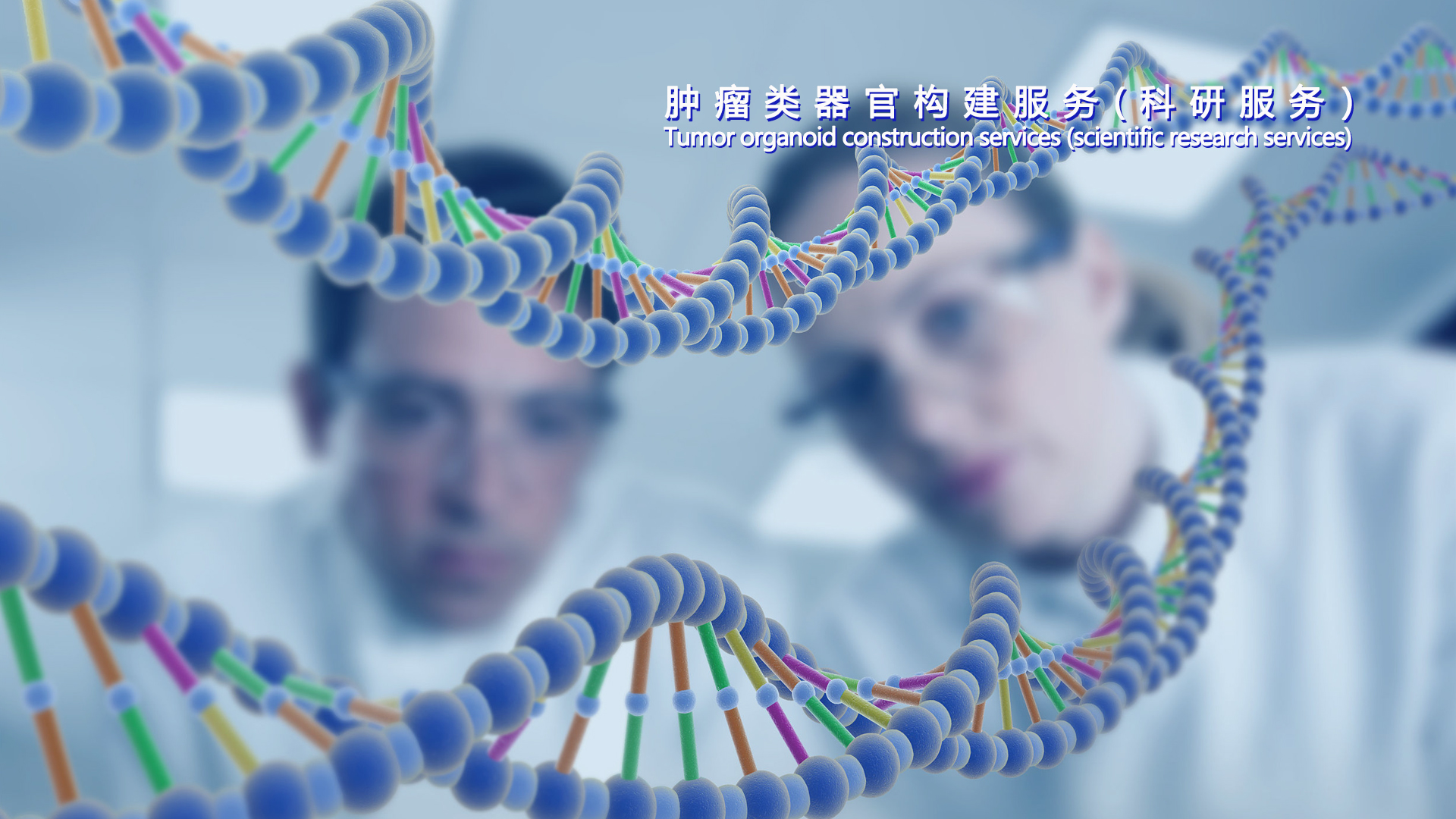 腫瘤類(lèi)器官構(gòu)建服務(wù)(科研服務(wù)）腸癌、胃癌、肝癌、胰腺癌、肺癌、乳腺癌、子宮內(nèi)癌等