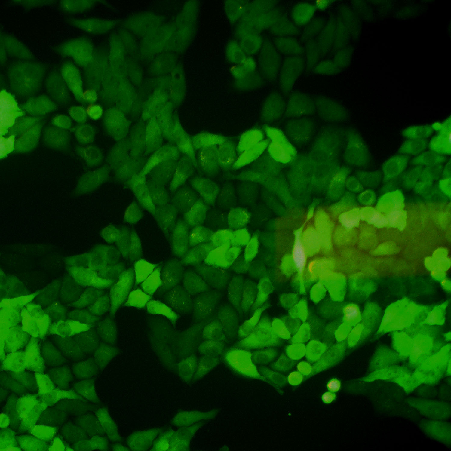 Hela-GFP示蹤穩(wěn)定細(xì)胞株（STR鑒定正確）