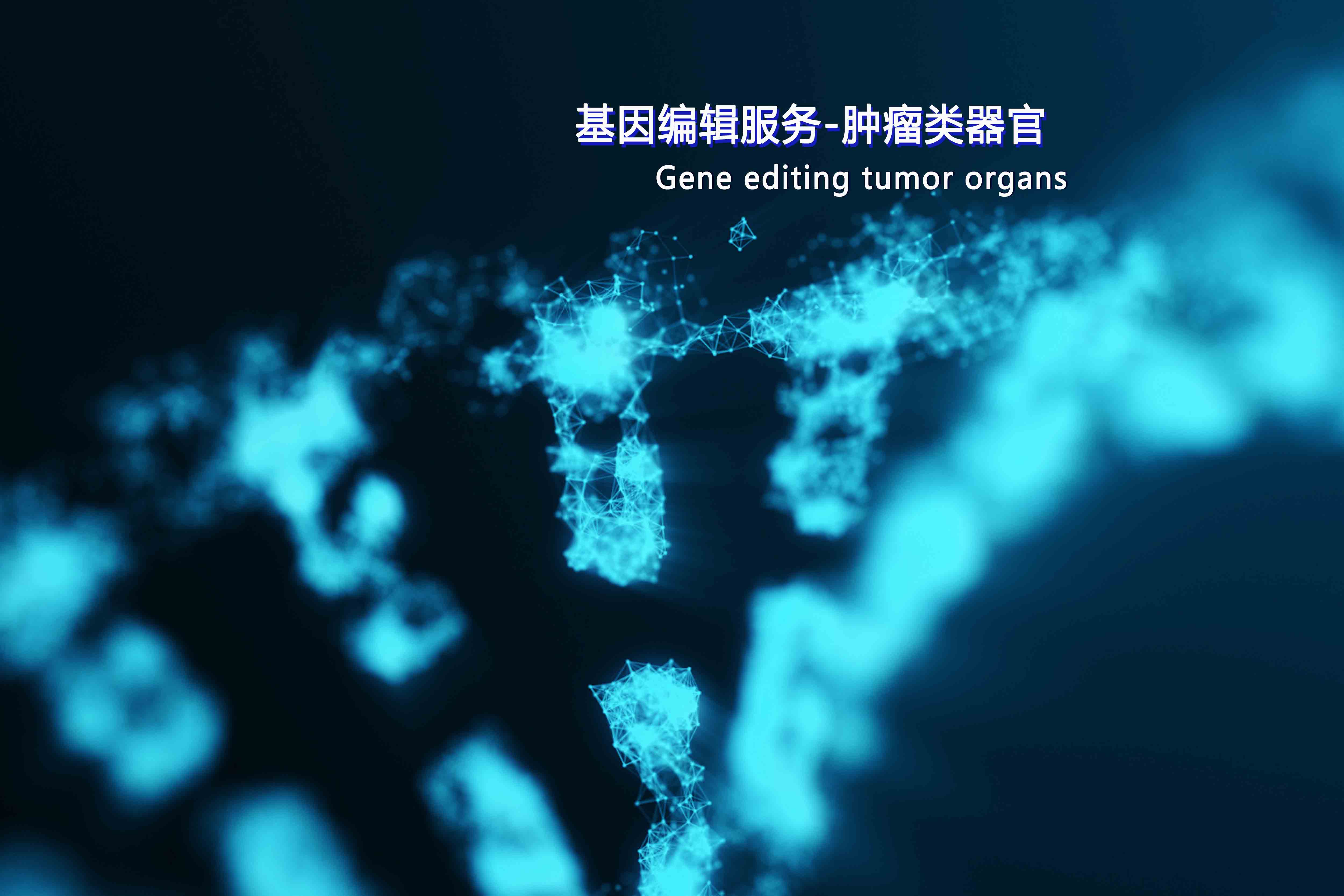 基因編輯服務(wù)-腫瘤類(lèi)器官02