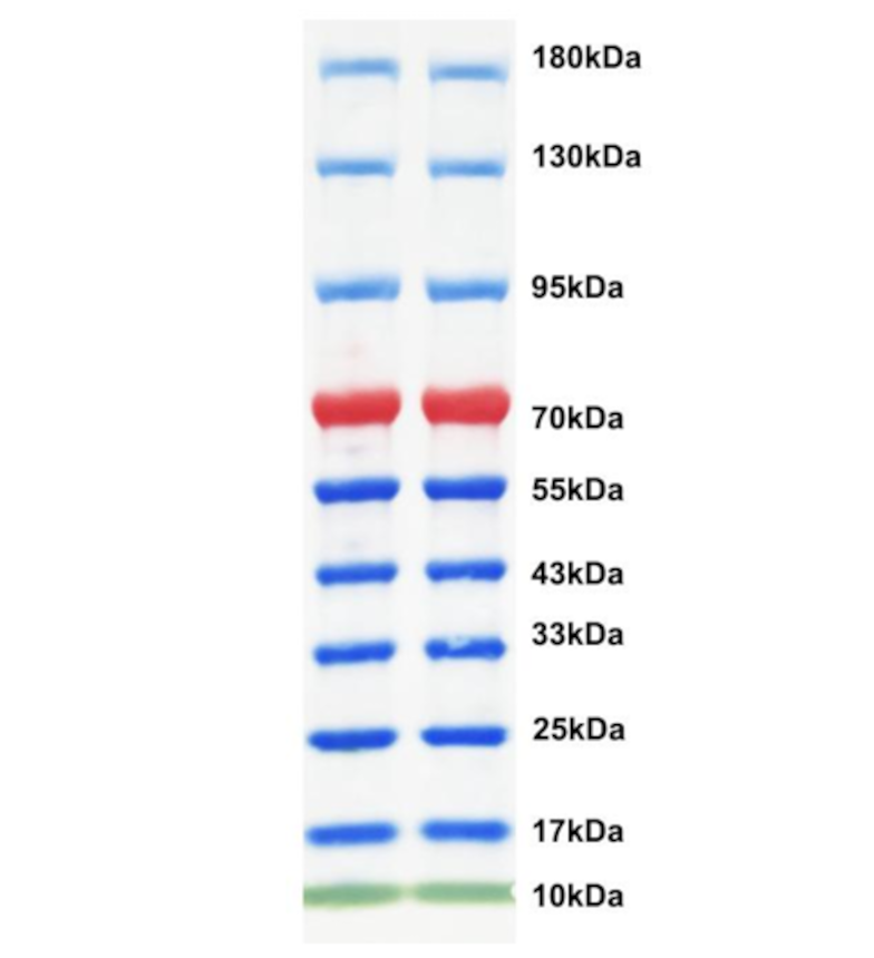 雙色預(yù)染蛋白分子量標準（15-250kDa）