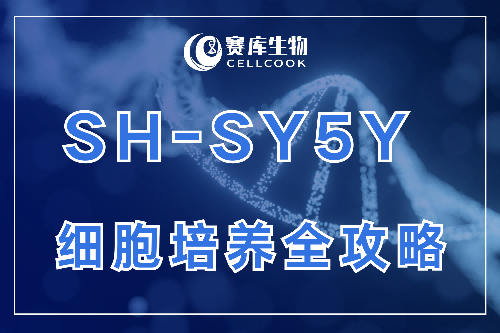 干貨收藏！SH-SY5Y 細(xì)胞培養(yǎng)全攻略：特性、操作、避坑指南一次掌握