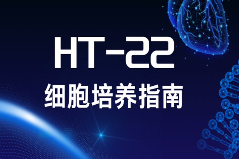 HT-22細(xì)胞：高效培養(yǎng)與關(guān)鍵要點(diǎn)