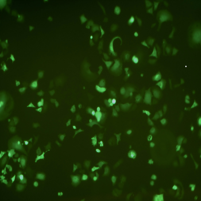 Kyse-520-GFP示蹤穩(wěn)定細(xì)胞株（STR鑒定正確）