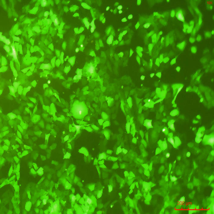 NIH/3T3-GFP(STR)示蹤穩(wěn)定細(xì)胞株（STR鑒定正確）