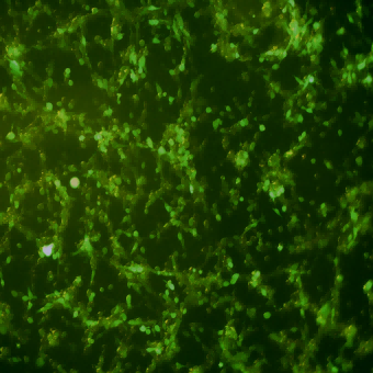 MFC-GFP示蹤穩(wěn)定細(xì)胞株（種屬鑒定正確）