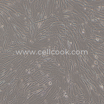 MRC-5人胚肺細(xì)胞（STR鑒定正確）