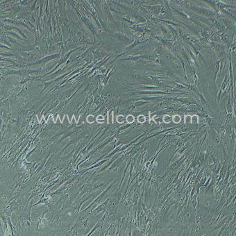 2BS 人胚肺二倍體細(xì)胞（STR鑒定正確）