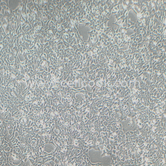 293FT人胚腎細(xì)胞（STR鑒定正確）