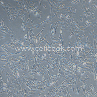 C2C12小鼠成肌細(xì)胞（STR鑒定正確）