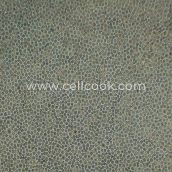 L1210小鼠淋巴細(xì)胞白血病細(xì)胞（STR鑒定正確）