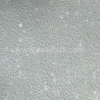3T3-L1小鼠胚胎成纖維細(xì)胞（STR鑒定正確）