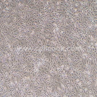 RGC-5(661W)小鼠光受體細(xì)胞（種屬鑒定正確）