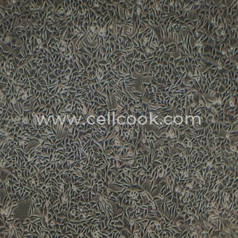 L-WRN小鼠皮下結(jié)締組織細(xì)胞（種屬鑒定正確）