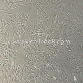 H9C2大鼠心肌細(xì)胞（種屬鑒定正確）