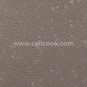 NRK-52E大鼠腎小管上皮細(xì)胞（種屬鑒定正確）