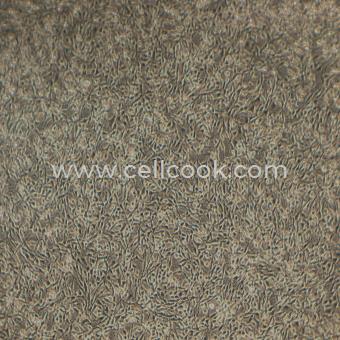 PC-12(高分化)大鼠腎上腺嗜鉻細(xì)胞(高分化)（種屬鑒定正確）