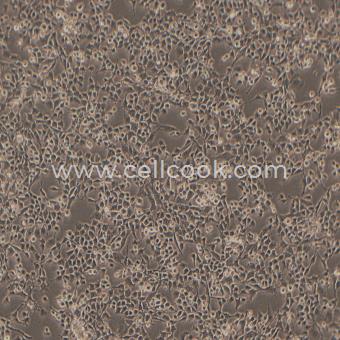 RSC96大鼠雪旺細(xì)胞（種屬鑒定正確）