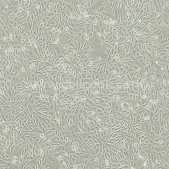 CHO-K1中國倉鼠卵巢細(xì)胞（種屬鑒定正確）