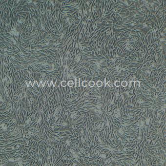 CHO中國倉鼠卵巢細(xì)胞（種屬鑒定正確）