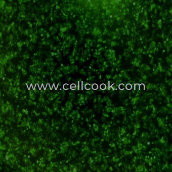 RAW264.7-GFP示蹤穩(wěn)定細(xì)胞株（STR鑒定正確）