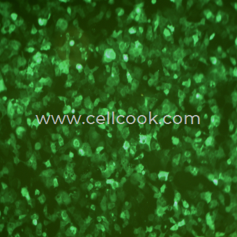 HePa1-6-GFP示蹤穩(wěn)定細(xì)胞株（STR鑒定正確）