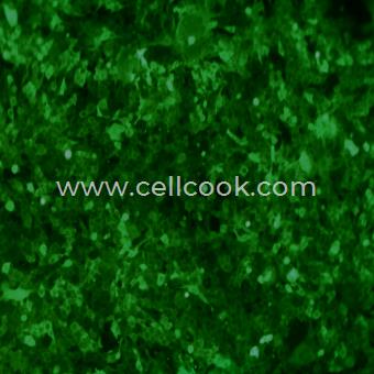 4T1-GFP示蹤穩(wěn)定細(xì)胞株（STR鑒定正確）