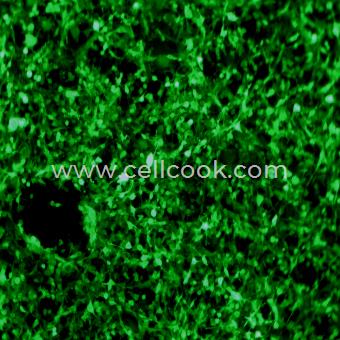 CT26.WT-GFP示蹤穩(wěn)定細(xì)胞株（STR鑒定正確）