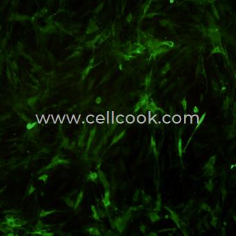 OP9-GFP示蹤穩(wěn)定細(xì)胞株（種屬鑒定正確）