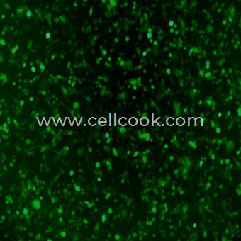 LLC-GFP(STR)示蹤穩(wěn)定細(xì)胞株（STR鑒定正確）