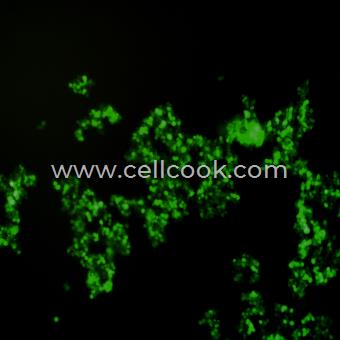 MMQ-GFP示蹤穩(wěn)定細(xì)胞株（種屬鑒定正確）