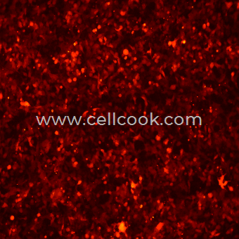 293T-RFP示蹤穩(wěn)定細(xì)胞株（STR鑒定正確）