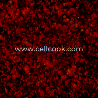 BV2-RFP示蹤穩(wěn)定細(xì)胞株（STR鑒定正確）