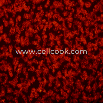 RAW264.7-RFP示蹤穩(wěn)定細(xì)胞株（STR鑒定正確）