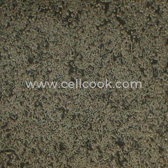 LLC-LUC(STR)示蹤穩(wěn)定細(xì)胞株（STR鑒定正確）