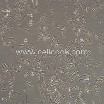 NCI-H596人肺腺鱗癌細胞（STR鑒定正確）