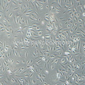 NCI-H2030人非小細胞肺癌細胞（STR鑒定正確）