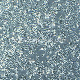 A-375人惡性黑色素瘤細胞（STR鑒定正確）