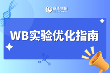 WB實驗優(yōu)化指南&兔單抗試用嘗鮮